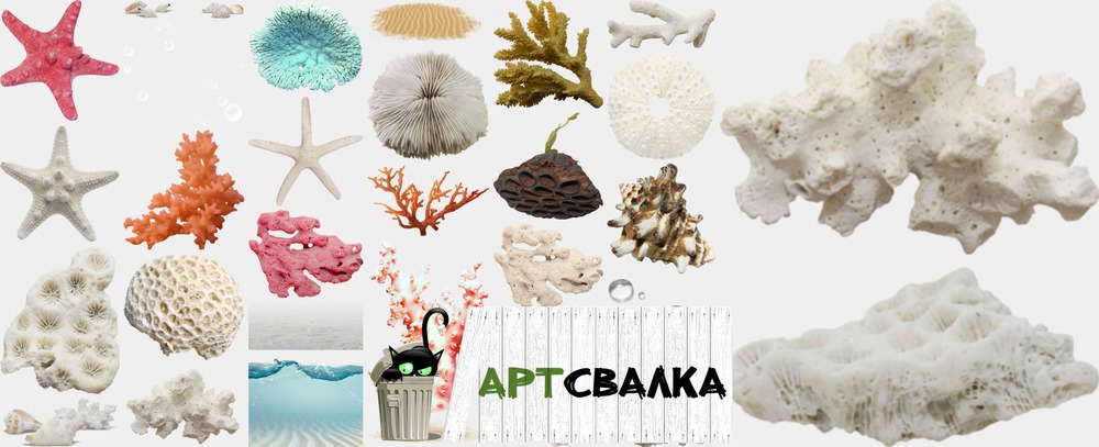 Кораллы и морские звезды. Часть 1 | Corals and sea stars. Part 1